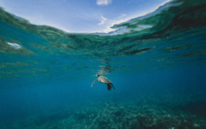 A turtle in the ocean